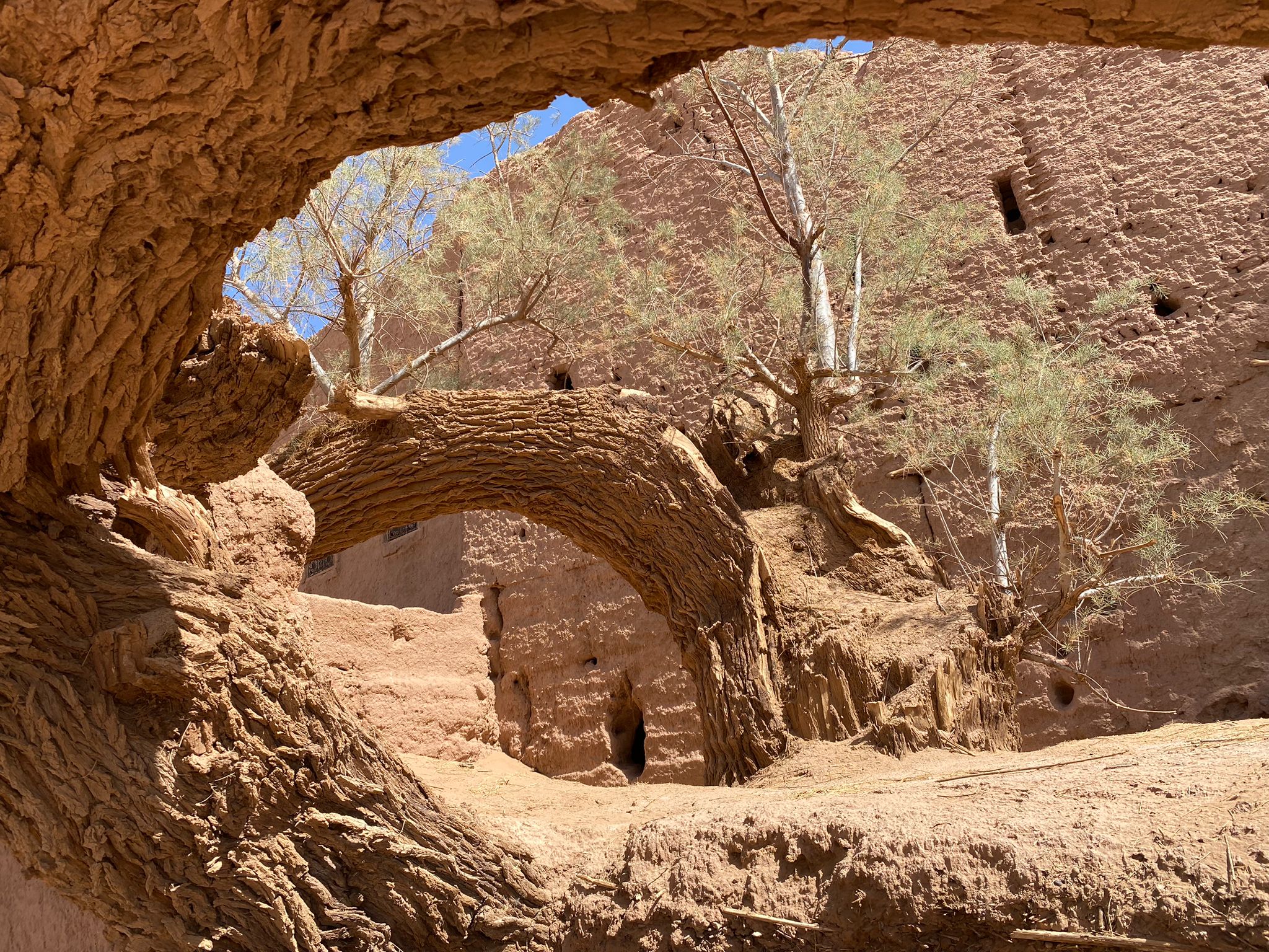 EL DESIERTO - M'HAMID CHEGAGA | IMG 20230505 WA0042 IMG 20230505 WA0042
