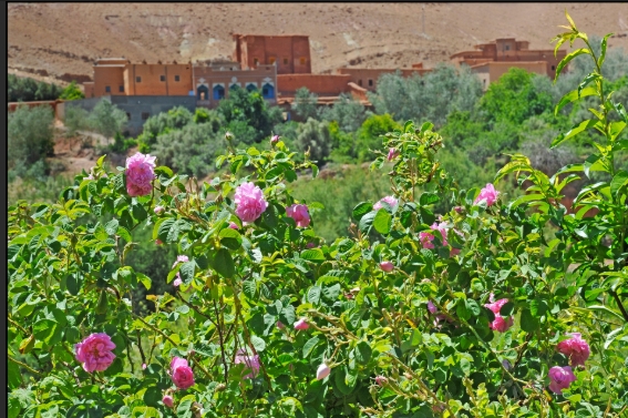 VALLEE DES ROSES | VALLEE DES ROSES 3 VALLEE DES ROSES 3